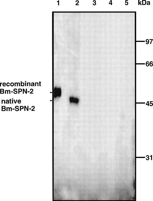 Fig. 4. Recombinant and native Bm-SPN-2 protein. Western blot of lysates of BL21(DE3) cells containing the pET-29/Bm-spn-2plasmid after IPTG induction (lane 1) and extracts of Mf (lane 2), L3 (lane 3), adult males (lane 4), and adult females (lane 5) probed with mouse antirecombinant Bm-SPN-2. Recognition of a 52-kD band in lane 1 and of a 47.5-kD band in lane 2 is arrowed.