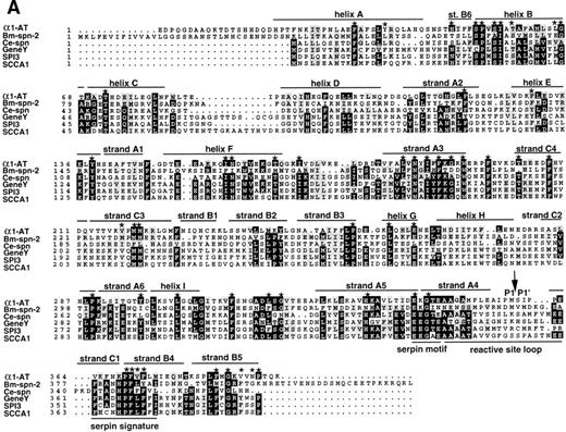 Fig. 5. Comparison of Bm-SPN-2 with other serpins: human 1-antitrypsin (1-AT), C elegans serpin (Ce-spn), chicken gene Y protein (gene Y), mouse proteinase inhibitor 3 (SPI3), and human squamous cell carcinoma antigen 1 (SCCA1). (A) Amino acid sequences: the alignment of amino acid sequences using PILEUP and BOXSHADE programs was based on the 1-AT crystal structure3540 in which the conserved helices and strands are defined and was manually adjusted to give the best fit. Gaps were introduced in sequences for optimal alignment. The 1-AT sequence is given without the signal sequence (MPSSVSWGILLLAGLCCLVPVSLA). Identical residues are highlighted in black and similar residues in gray shading. The 51 starred residues are those categorized as conserved in the larger serpin superfamily. The scissile bond is marked with an arrow. (B) Intron/exon positions in serpins. Thick lines indicate coding regions, thin lines indicate untranslated regions, and gaps have been introduced to optimize alignment; arrows marked by uppercase letters indicate positions of introns. Sequences were aligned on the basis of amino acid similarity with the scale showing amino acid positions beginning with the first methionine of Bm-SPN-2. Introns are shaded according to their phase: open (phase 0), shaded (phase 1), and solid (phase 2). Vertical lines connect introns considered to be in identical positions.