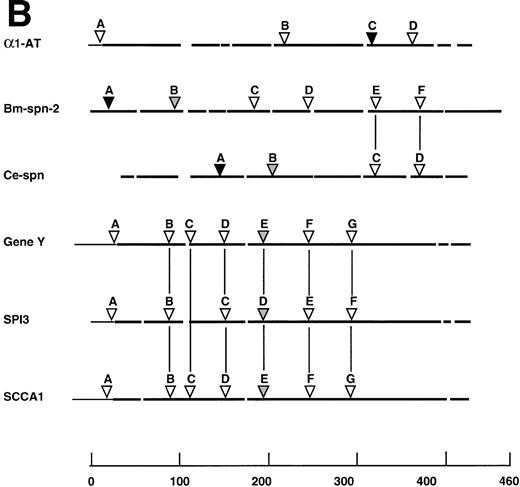 Fig. 5. Comparison of Bm-SPN-2 with other serpins: human 1-antitrypsin (1-AT), C elegans serpin (Ce-spn), chicken gene Y protein (gene Y), mouse proteinase inhibitor 3 (SPI3), and human squamous cell carcinoma antigen 1 (SCCA1). (A) Amino acid sequences: the alignment of amino acid sequences using PILEUP and BOXSHADE programs was based on the 1-AT crystal structure3540 in which the conserved helices and strands are defined and was manually adjusted to give the best fit. Gaps were introduced in sequences for optimal alignment. The 1-AT sequence is given without the signal sequence (MPSSVSWGILLLAGLCCLVPVSLA). Identical residues are highlighted in black and similar residues in gray shading. The 51 starred residues are those categorized as conserved in the larger serpin superfamily. The scissile bond is marked with an arrow. (B) Intron/exon positions in serpins. Thick lines indicate coding regions, thin lines indicate untranslated regions, and gaps have been introduced to optimize alignment; arrows marked by uppercase letters indicate positions of introns. Sequences were aligned on the basis of amino acid similarity with the scale showing amino acid positions beginning with the first methionine of Bm-SPN-2. Introns are shaded according to their phase: open (phase 0), shaded (phase 1), and solid (phase 2). Vertical lines connect introns considered to be in identical positions.