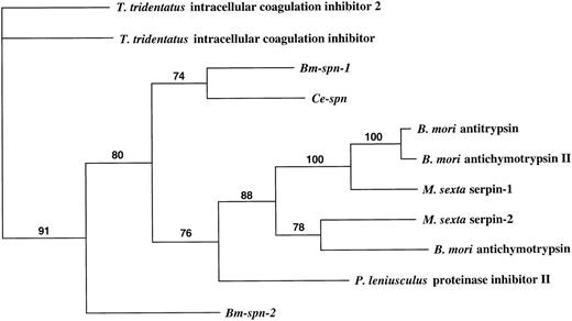Fig. 6. Phylogenetic trees showing the relationship between the predicted protein encoded by Bm-spn-2 and all other recorded invertebrate serpins. Numbers above branches show the percentage of bootstrap support for each clade. GenBank, Protein Identification Resource, and SWISS-PROT accession numbers of the sequences used were as follows: T tridentatus intracellular coagulation inhibitor 2, A55533; T tridentatus intracellular coagulation inhibitor,D14483; Bm-spn-1 (Bm-SERPIN), U04206; Ce-spn (C elegansserpin), U50301; B mori antitrypsin, D00738; B moriantichymotrypsin II, P80034; M sexta serpin-1, U58361; M sexta serpin-2, U79184; B mori antichymotrypsin, D13895;P leniusculus proteinase inhibitor II, X82642;Bm-spn-2, AF009825.