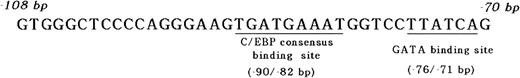 Fig. 1. The positive acting cis-elements of MBP P2 promoter. Sequence of the MBP gene between bp −108 and −70, showing the GATA consensus site (bp −76 to −71) and C/EBP consensus site (bp −90 to −82).