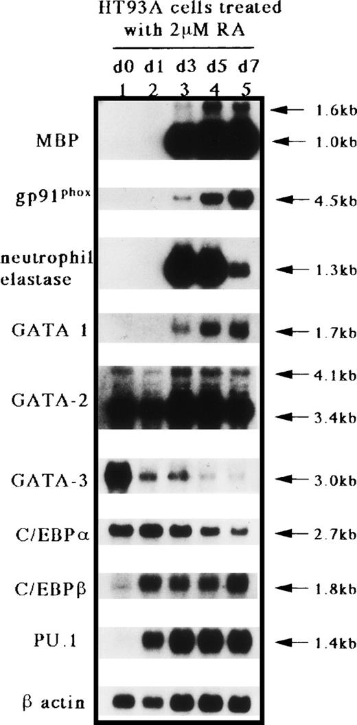 Fig. 2. Northern blot analysis for MBP, gp91phox, neutrophil elastase, GATA-1, GATA-2, GATA-3, C/EBP, C/EBPβ, PU.1 (Spi-1), and β-actin mRNA expression in HT93A cells treated with RA. Lane 1, untreated HT93A cell; lanes 2 through 5, HT93A cells treated with 2 μmol/L RA for 1, 3, 5, and 7 days, respectively. Each lane contained 4 μg of poly(A)+ RNA. The blot was probed sequentially with each cDNA probe and the β-actin probe to control for equivalent loading.