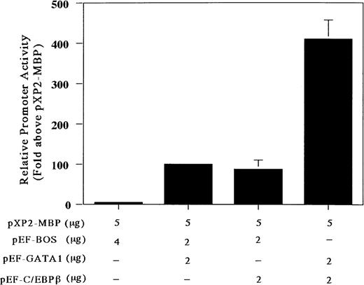 Fig. 5. C/EBPβ and GATA-1 synergistically transactivate the MBP P2 promoter. Transactivation of the MBP promoter (bp −117/pXP2-MBP) in Jurkat cells, in which neither GATA-1 nor C/EBPβ transcription factors are expressed. The T-lymphocytic Jurkat cell line was transfected by the electroporation method with 5 μg of the MBP promoter construct (bp −117/pXP2-MBP) along with the following expression constructs: pXP2-MBP + pEF-BOS, pXP2-MBP (control) and 4 μg of pEF-BOS (the control plasmid containing the elongation factor promoter without cDNAs); pXP2-MBP + pEF-GATA1, 2 μg of pEF-GATA-1, and 2 μg of pEF-BOS; pXP2-MBP + pEF-C/EBPβ; 2 μg of pEF-C/EBPβ and 2 μg of pEF-BOS, pXP2-MBP + pEF-GATA-1 + pEF-C/EBPβ; and 2 μg of pEF-GATA-1 and 2 μg of pEF-C/EBPβ. Luciferase activity was measured 24 hours after transfection and normalized for transfection efficiency based on the activity of a cotransfected β-galactosidase expression vector (CMV-βGal). Data are shown as the mean of 3 independent experiments (±SEM).