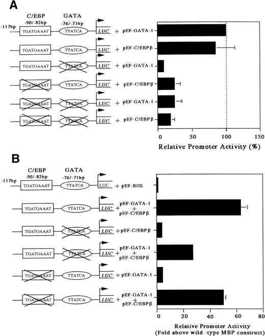 Fig. 6. Mutations of the GATA- or C/EBP-binding sites diminish MBP promoter activity (A) and mutations of the GATA- or C/EBP-sites does not prevent synergy (B). Jurkat cells were cotransfected with pXP2-MBP containing wild-type GATA-1 and C/EBP-sites, pXP2-MBP containing a mutated GATA-binding site, and/or pXP2-MBP containing a mutated C/EBP-binding site, along with 2 μg of pEF-GATA-1 and/or pEF-C/EBPβ expression vectors. The error bar represents the SEM for 3 independent experiments. Luciferase activity was normalized to β-galactosidase activity from a cotransfected CMV-βGal plasmid.