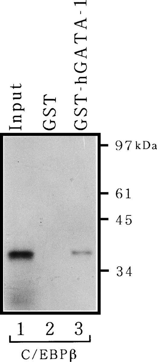 Fig. 7. Physical interaction between C/EBPβ and GATA-1 in vitro. 35S-labeled full-length C/EBPβ was synthesized by translation in vitro and incubated with GST alone (lane 2) or GST-hGATA-1 (lane 3) adsorbed to glutathione-Sepharose, after which the matrix was washed and bound proteins were analyzed as described in Materials and Methods. Lane 1 represents 15% of the amount of labeled protein incubated with matrices.