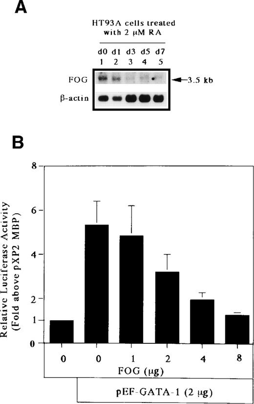 Fig. 8. FOG acts as a negative (inhibitory) cofactor for GATA-1 transactivation of the MBP promoter. (A) Northern blot analysis of mRNA for FOG in uninduced HT93A cells (lane 1) and HT93A cells induced with RA for 1, 3, 5, and 7 days (lanes 2 through 5, respectively). Control hybridization with β-actin cDNA is shown in the lower panel. (B) FOG inhibits transactivation of the MBP promoter by GATA-1. Jurkat cells were transiently transfected with 5 μg of pXP2-MBP, 2 μg of pEF-GATA-1, increasing amounts of pMT2-FOG as shown, and 1 μg of β-galactosidase expression vector (pCMV-βGal). Data are shown as the mean of 3 independent experiments (±SEM). (C) Jurkat cells were transfected by the electroporation method with 2 μg of the pXP2-MBP containing wild-type GATA- and C/EBP-binding sites along with the following expression vectors: 4 μg of pEF-BOS, 2 μg of pEF-GATA-1 plus 8 μg of pMT2, 2 μg of pEF-GATA-1 plus 7 μg of pMT2 plus 1 μg of pMT2-FOG, 2 μg of pEF-GATA-1 plus 6 μg of pMT2 plus 2 μg of pMT2-FOG, 2 μg of pEF-GATA-1 plus 4 μg of pMT2 plus 4 μg of pMT2-FOG, and 2 μg of pEF-GATA-1 plus 8 μg of pMT2-FOG. pBluescriptIIKS(−) plasmids were added to maintain total DNA constant at 22 μg. Luciferase activity was measured 24 hours after transfection and normalized for transfection efficiency based on the activity of cotransfected β-galactosidase expression vector (pCMV-βGal). (D) Jurkat cells were transfected with 5 μg of the pXP2-MBP containing a mutated GATA-binding site (pXP2-MBP mutGATA) along with the following expression vectors: 2 μg of pEF-BOS, 2 μg of pEF-C/EBPβ, 2 μg of pEF-C/EBPβ plus 7 μg of pMT2 plus 1 μg of pMT2-FOG, 2 μg of pEF-C/EBPβ plus 6 μg of pMT2 plus 2 μg of pMT2-FOG, 2 μg of pEF-C/EBPβ plus 4 μg of pMT2 plus 4 μg of pMT2-FOG, and 2 μg of pEF-C/EBPβ plus 8 μg of pMT2-FOG. pBluescriptIIKS(−) plasmids were added to maintain total DNA constant at 22 μg. Luciferase activity was measured 24 hours after transfection and normalized for transfection efficiency based on the activity of a cotransfected β-galactosidase expression vector (pCMV-βGal). Data are shown as the mean of 3 independent experiments (±SEM).