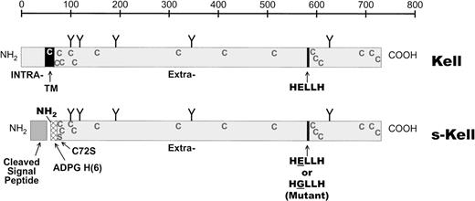 Fig. 1. Diagrams of Kell protein and of the recombinant expressed extracellular domain. The top diagram is of Kell protein showing the transmembrane region (TM), separating the short intracellular domain from a large extracellular segment. Also shown are the positions of cysteine residues (C), carbohydrate moieties (Y), and the zinc-binding enzymatic active site (HELLH). The bottom diagram depicts the expressed extracellular domain, devoid of intracellular and transmembrane domains and containing 6 histidines as a tag, plus an additional 4 amino acids (ADPG). The location of the introduced C72S mutation and a gp67 secretion signal that is cleaved after translation are also shown.