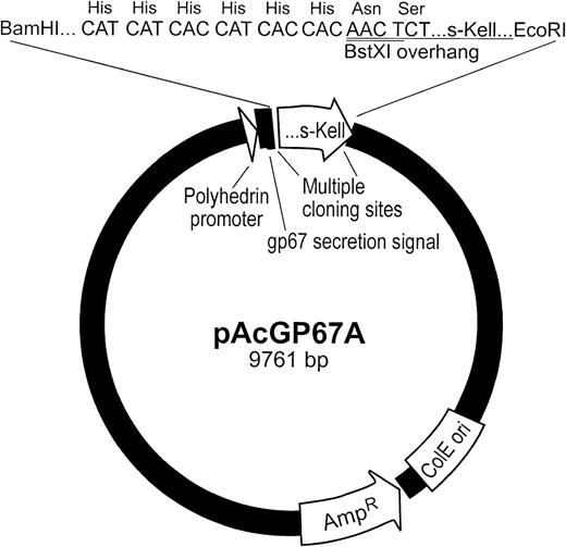 Fig. 2. Vector containing Kell cDNAs used for expression of sKell by sf9 cells. Diagram of pAcGP67A vector containing s-Kell cDNA. The locations of s-Kell cDNA, gp67 secretion signal, polyhedrin promoter, and cloning sites are shown. Also depicted, in expanded form, is the 5′ end of s-Kell cDNA encoding the histidine tag and the first 2 codons of s-Kell.