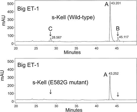 Fig. 4. HPLC separation of the cleavage products of big ET-1. Big ET-1 was incubated for 2 hours with either wild-type s-Kell or the E582G mutant, and the peptides were separated by HPLC as described in Materials and Methods. The top panel is with wild-type s-Kell and the bottom panel is with the E582G mutant. Peak A is big ET-1 and peaks B and C, noted in the top panel, are the cleaved products.