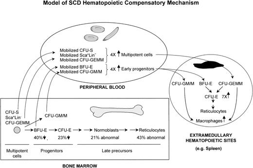 Fig. 3. Model of SAD/SCD hematopoietic compensatory mechanism. A significant proportion of multipotent and early progenitors of bone marrow are mobilized to the peripheral blood and homed to several extramedullary hematopoietic sites, with spleen being a major site in SAD mice.