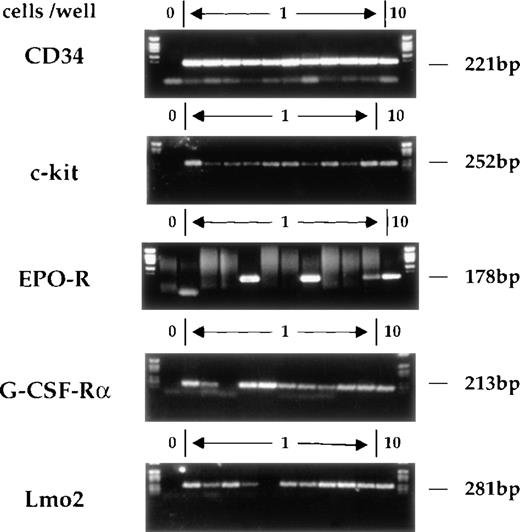 Fig. 2. Gene expression in individual CD34+c-kit+ AGM cells. CD34+c-kit+ cells from AGM were individually sorted into 0.2-mL microtubes containing lysis buffer. Multiplex single-cell RT-PCR analysis was performed. The gel shows analysis of CD34, c-kit, EPO-R, G-CSF-R, and Lmo2. In each case, position 1 does not contain any cells and serves as a negative control, whereas position 12 contains 10 cells. The remaining positions (2-11) represent the amplification reactions of single cells. The expected migration position and molecular weight of appropriate RT-PCR products is indicated.