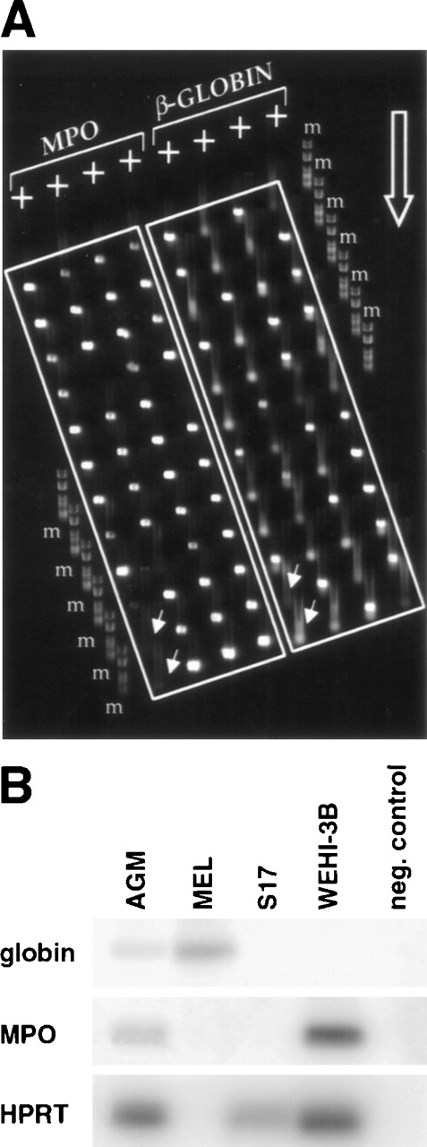 Fig. 4. Coexpression of MPO and β-globin in individual CD34+c-kit+ AGM cells. (A) Individual cells were subjected to multiplex 2-round RT-PCR using primers specific for CD34, c-kit, MPO, and β-globin. Second-round β-globin and MPO PCR products from CD34+c-kit+ cells were electrophoresed on an agarose MadgeBio gel, with MPO products on the left side and β-globin products on the right side. The migration direction of the gel is indicated by the large open arrow, and negative control reactions are indicated by the offset small arrows. The 2 most leftward wells of the first and fifth lanes do not contain any cells and serve as negative controls. Note the high frequency of cells that score positive for both MPO and β-globin. m, marker #6 (Roche Diagnostics, Lewes, UK). (B) Analysis of gene expression in sorted CD34+c-kit+ AGM cells compared with different cell lines. Several dilutions of each cDNA were amplified to ensure quantitation. The amount shown corresponded to nonsaturated PCR. MEL cells were used as a positive control for globin expression and WEHI-3B for MPO expression, while S17 was used as an example of a nonhematopoietic cell line. The clone of MEL cells used here is HPRT-negative, but the amount of cDNA used was controlled by OD to be equivalent to the other cDNAs amplified here.