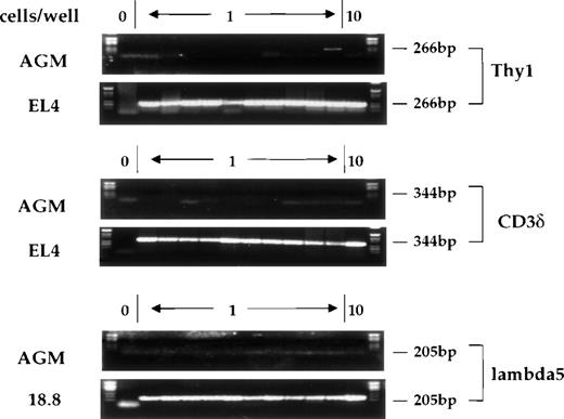 Fig. 5. Expression of Thy-1, CD3δ, and λ5 in individual CD34+c-kit+ cells from AGM or from control cell lines. Cells were analyzed as previously described. Position 1 does not contain any cells and serves as a negative control, positions 2-11 contain single cells, and position 12 contains 10 cells. Product sizes are indicated.