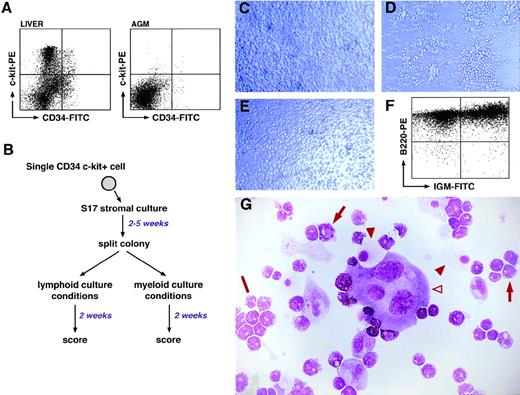 Fig. 1. In vitro differentiation potential of CD34+c-kit+ cells from day 11 AGM and fetal liver. (A) FACSorting of CD34-FITC/c-kit-PE staining of day 11 fetal liver and AGM cells. Sorting gates were set using isotype-specific control antibodies, and dead cells were excluded using propidium iodide staining. The percentage of double-positive cells is 2.1% (fetal liver) and 0.1% (AGM). (B) Summary of the 2-step culture assay to test the differentiation potential of single CD34+/c-kit+ cells. (C) Photomicrograph of clone 1G12 after 13 days in culture under “multipotent conditions.” (D) Photomicrograph of clone 1G12 after 13 days of culture under lymphoid differentiation conditions. (E) Photomicrograph of clone 1G12 cultured for 13 days under myeloid conditions. (F) FACSscan analysis of the cells in panel D using anti-B220 and anti-IgM antibodies. (G) May-Grünwald-Giemsa staining of the cells in panel E; note the multimyeloid nature of the clone. The open arrowhead indicates a megakaryocyte; filled arrowheads indicate macrophages; arrows indicate myeloid cells of the granulocytic series; and the bar indicates a cluster of basophilic myeloid cells.