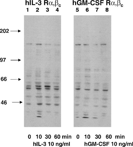 Fig. 4. Protein tyrosine phosphorylation in response to hIL-3 and hGM-CSF in hIL-3 R,βc and hGM R,βccells, respectively. Cells were washed and incubated growth-factor free for 4 hours before stimulation with 10 ng/mL hIL-3 or hGM-CSF as appropriate for 10, 30, and 60 minutes (lanes 2, 3, 4, and 6, 7, 8, respectively). Cell lysates were prepared and resolved by SDS-PAGE using a 7.5% gel before Western blotting using an antiphosphotyrosine antibody. Lanes 1 through 4 and 5 through 8 are cell lysates prepared from hIL-3 R,βc and hGM R,βc cells, respectively. Lane 1 and 5 are control samples (cytokine diluent only). Arrows indicate molecular weights of the molecular-weight markers. Similar results were obtained with at least 2 clones of each transfect.