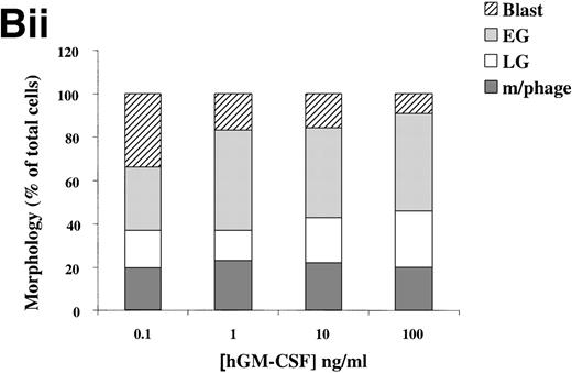 Fig. 6. (A) Morphology of hIL-3 R,βc cells and hGM R,βc cells in culture. Cells expressing hIL-3 R,βc were cultured in (i) hIL-3 (10 ng/mL) alone or (ii) hIL-3 (10 ng/mL) in combination with murine cytokines that promote granulocyte-macrophage differentiation. Cells expressing hGM R,βc were cultured in (iv) hGM-CSF (10 ng/mL) alone or (v) hGM-CSF (10 ng/mL) in combination with granulocyte-macrophage differentiation conditions. Panels (iii) hIL-3 R,βccells and (vi) hGM-CSF R,βc cells show the morphology of cells cultured in granulocyte-macrophage differentiation conditions for comparison. Cytospin samples of cells were prepared after 7 days in culture and the morphology examined after May-Grunwald-Giemsa staining. Bar, 10 μm. Results are from an experiment representative of 3. Similar results were obtained with at least 3 clones of each transfect. (B) Dose-response of hIL-3 and hGM-CSF effects on morphology of hIL-3 R,βc cells and hGM R,βc cells respectively in culture. Cells expressing (i) hIL-3 R,βc or (ii) hGM R,βc were cultured in hIL-3 or hGM-CSF (0.1 to 100 ng/mL), respectively. Cytospin samples of cells were prepared after 7 days in culture and the morphology examined after May-Grünwald-Giemsa staining. Results are expressed as cell morphology (percentage of total cells scored). Cells were scored as blast, early granulocyte (EG), late granulocyte (LG), or macrophage (m/phage). Results are from a single experiment representative of 3. Similar results were obtained with at least 3 clones of each transfect.