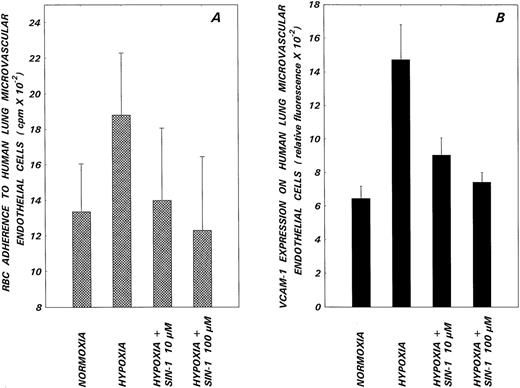 Fig. 3. Effects of the NO donor, SIN-1, on hypoxia-induced sickle RBC adherence (A) and VCAM-1 expression (B) on HLMECs. Endothelial cell monolayers were subjected to hypoxia in the presence or absence of the indicated concentrations of SIN-1 for 24 hours and then assessed for sickle RBC adherence and VCAM-1 expression. Values presented are the means ± 1 SD from 8 (RBC adherence) or 3 (VCAM-1 expression) experiments. Differences observed in RBC adhesion (A) and VCAM-1 expression (B) between normoxic, hypoxic, and hypoxic plus SIN-1–treated groups were significantly different as assessed by one-way analysis of variance (P < .01).