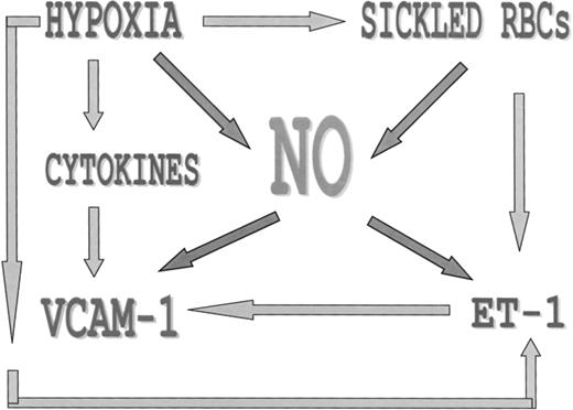 Fig. 5. Factors in the ACS that contribute to intrapulmonary erythrocyte-endothelial adhesion are depicted. Hypoxia induces cytokine and endothelial-1 release, which singly and in combination upregulate VCAM-1. NO acts as a cytoprotective mediator that inhibits both endothelin-1 production and endothelial VCAM-1 expression under normal circumstances. However, during the pathophysiology of sickle cell ACS, sickled RBCs and hypoxia can both inhibit NO production (by decreasing cNOS transcription), leading to unopposed VCAM-1 upregulation and consequent RBC-endothelial adhesion.