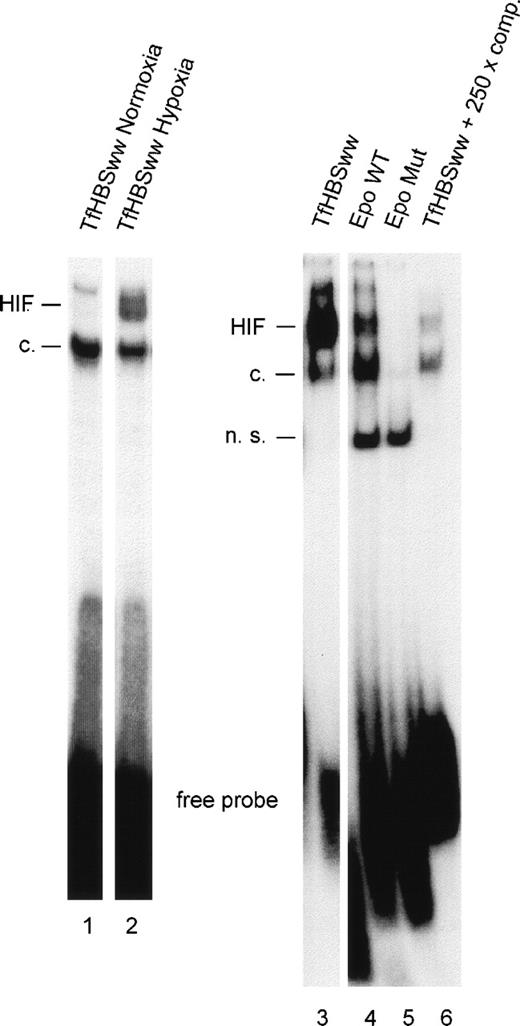 Fig. 1. Gel-shift analysis with nuclear extracts from Hepa-1 cells exposed to normoxia (lane 1) or hypoxia (3% O2 for 4 hours; lanes 2-6). HIF-1 DNA binding activity was examined with 3 different oligonucleotides containing either 2 (TfHBSww) or 1 (EpoWT) consensus HBSs or a mutated HBS (EpoMut). For confirmation of specificity, competition experiments were performed using a 250-fold molar excess of unlabeled annealed TfHBSww oligonucleotide in the binding reaction. HIF, inducible HIF-1 binding; c, constitutive binding; n.s., nonspecific binding.