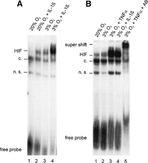 Fig. 2. (A) Gel-shift analysis with nuclear extracts from HepG2 cells incubated under normoxic (20% O2) or hypoxic (3% O2) conditions for 4 hours in the absence or presence of IL-1β 300 pg/mL. (B) Gel-shift analysis with nuclear extracts from normoxic HepG2 cells and hypoxic HepG2 cells treated with TNF- 10 ng/mL or IL-1β 300 pg/mL for 4 hours. Specificity was demonstrated in a supershift experiment with anti–HIF-1 antibodies (AB). See Fig 1for abbreviations.