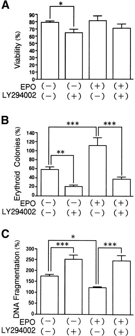 Fig. 6. Effects of LY294002 with or without EPO on the viability and survival of erythroid progenitor cells and DNA fragmentation. Day 8 cells that contained 61% ± 3% erythroid progenitor cells were suspended at a concentration of 1 × 106/mL in 1.0 mL serum-free medium with or without 2 U/mL EPO or 50 μmol/L LY294002. After incubation for 24 hours, cells were collected and washed twice in IMDM containing 0.3% BSA and then plated into serum-containing fibrin clots with 2 U/mL EPO. After 7 days’ incubation, the clots were fixed and stained with benzidine-hematoxylin. Data represent the mean ± SD of quadruplicates. (A) Viability; (B) percent expression for the number of erythroid colonies relative to the value of fresh day 8 cells as 100%; (C) DNA fragmentation using fresh day 8 cells as controls. *P < .05, **P < .01, ***P < .001.