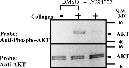 Fig. 8. Collagen-induced phosphorylation of AKT in human platelets. Washed platelets were pretreated with DMSO or LY294002 (50 μmol/L) as indicated for 15 minutes. Platelets were then treated with horse tendon type I collagen (50 μg/mL) or buffer (control) for 5 minutes. Whole-cell extracts (107 cells/lane) were subjected to SDS-PAGE and Western blot analysis with an anti-phospho-AKT (A) or AKT antibody (B).