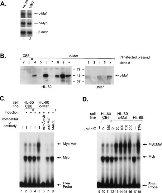 Fig. 1. c-Maf in myeloid cell lines and stable cell clones. (A) Endogenous expression of c-Maf mRNA expression levels in human myeloid cell lines as determined by Northern blot analysis of polyA+ RNA from the HL-60 promyelocytic or U937 monoblastic cell lines. A single blot was initially probed with the c-Maf specific cDNA probe, stripped, and reprobed with c-Myb, and finally, β-actin as a control for RNA loading and integrity. Exposure times for optimal detection of c-Maf mRNA were routinely significantly longer than for other probes (1 week v 1 day). (B) Conditional expression c-Maf in stably transfected clones. Individual HL-60 or U937 clonal cell lines containing either CB6 vector alone (left 2 lanes) or c-Maf (right lanes) encoding plasmids were cultured for 24 hours with 150 μmol/L ZnSO4. Cell lysates were analyzed beside control lysates from a previously established c-Maf inducible cell line (+).9 The gels were transferred and probed for c-Maf expression with an antiserum that recognized the c-Maf protein. (C) Myb:Maf complexes increase on c-Maf induction. An end-labeled 129-bp promoter fragment probe containing the functionally definedCD13/APN myeloid promoter elements9 was incubated with uninduced (-) or induced (+) whole-cell lysates from control vector-containing (CB6, lanes 2 and 3), c-Maf–containing (c-Maf clone 6, lanes 4 to 8) stable HL-60 clones. Unlabeled competitor oligonucleotides containing either the consensus Myb site from themim-1 promoter (mimAmyb, lane 6) or the consensus Maf binding site (MARE, lane 8) were added to the assays in 100-fold molar excess before addition of probe. Maf binding to its consensus oligonucleotide interferes with its ability to complex with Myb.9Antibodies recognizing the c-Maf protein (lane 7) were added to binding reactions before probe addition. (D) The increase in Myb:Maf complexes is dose-dependent and comparable to induction on monocytic differentiation. The identical promoter fragment probe used in (C) was incubated with uninduced (0) or induced (indicated concentrations) whole-cell lysates from control vector-containing (CB6, lanes 10 and 11), c-Maf–containing (c-Maf, lanes 12 to 16) stable HL-60 clonal lines or from untreated (lane 17), TPA-treated (lane 18) HL-60 parental cells.