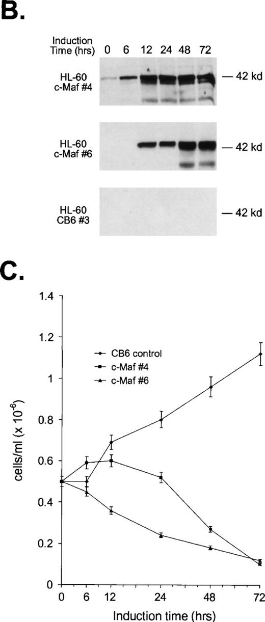 Fig. 3. Analysis of cloned HL-60 cell lines conditionally expressing c-Maf. (A) Lineage analysis of stable HL-60 lines expressing c-Maf. Cell lines containing either vector control (CB6, top row) or c-Maf (c-Maf, middle row) were untreated (none) or incubated with 150 μmol/L ZnSO4 (Zn+2), or parental HL-60 cells (bottom row) were untreated (none) or TPA treated (TPA). Cytospin preparations were stained with Wright-Giemsa (left two panels) or -napthyl butyrate esterase monocyte-specific stain (right two panels). (B) Conditional expression of c-Maf over time. Individual HL-60 clonal cell lines containing either CB6 vector (HL-60 CB6 clone 3) or CB6-c-Maf-(HL-60 c-Maf clones 4 and 6) were induced with ZnS04 for the indicated time periods and lysates were probed for c-Maf expression with an antiserum recognizing the c-Maf protein. (C) Induction of c-Maf alters normal growth kinetics. Viable cell numbers were determined for vector control-containing (CB6) or c-Maf–containing (c-Maf clones 4 and 6) stable cell lines by trypan blue dye exclusion at the indicated intervals after zinc exposure. Representative data from 2 individual experiments are presented.