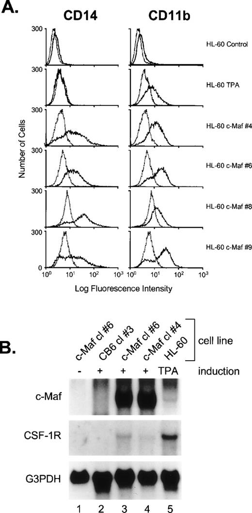 Fig. 4. c-Maf induces the expression of maturation markers in HL-60 cell lines. (A) Fluorescence-activated cell sorting (FACS) analysis of the expression of the CD14 and CD11b myeloid maturation markers on untreated HL-60 cells, HL-60 cells treated with TPA for 24 hours, and 4 individual c-Maf expressing HL-60 clones treated with zinc for 24 hours. Negative control antibody binding is indicated by dashed lines. (B) Expression of c-Maf mRNA (top panel), CSF-1 receptor (CSF-1R, center panel), or control G3PDH (lower panel), as determined by Northern blot analysis of total RNA from uninduced (−, lane 1) or zinc-induced (+) control vector-containing (CB6, lane 2), c-Maf–containing (lanes 1, 3, and 4) stable HL-60 clones; or TPA-treated HL-60 parental cells (lane 5). A single blot was initially probed with the c-Maf–specific cDNA probe, stripped, and reprobed with CSF-1R and G3PDH; G3PDH served as a control for RNA loading and integrity.