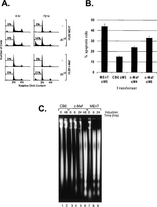 Fig. 8. c-Maf–expressing cells die by apoptosis. (A) c-Maf– and MEnT-containing cells show a sub-G1 peak indicative of apoptotic cell death. Positive control MEnT-containing (MEnT, top two panels) or c-Maf–containing (c-Maf, lower panels) that had been untreated or treated with ZnSO4 for 72 hours, stained with propidium iodide, and analyzed for DNA content by flow cytometry. Representative data is presented. (B) c-Maf– and MEnT-expressing cells show increased TUNEL staining. HL-60 clones overexpressing MEnT, CB6 vector, or c-Maf were treated with zinc for 48 hours (c-Maf, CB6) or 24 hours (MEnT), stained, and assessed by flow cytometry. Representative data are presented. (C) c-Maf– and MEnT-containing cells show DNA “laddering” characteristic of apoptosis. DNA was extracted from negative control CB6 (lanes 1 and 2), c-Maf–containing (c-Maf, lanes 3 to 6), or positive control MEnT-containing cells (lanes 7 to 9) that had been treated with ZnSO4 for the indicated time periods and separated by agarose gel electrophoresis.