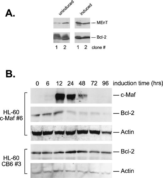 Fig. 9. c-Maf–expressing cells downregulate Bcl-2 protein levels. (A) Cells expressing MEnT have decreased Bcl-2 protein levels. Western blot analysis of MEnT and Bcl-2 protein expression in uninduced or induced HL-60 clones (clones 1 and 2) containing the ZnSO4 inducible MEnT Myb dominant-interfering construct. (B) Bcl-2 protein levels decrease coordinately with c-Maf expression. Western blot analysis of c-Maf, Bcl-2, and actin control protein levels in HL-60 c-Maf–containing clone 6 incubated with ZnSO4 for the indicated time periods. Vector control cells were treated identically and assayed for Bcl-2 and actin protein levels (CB6 control).