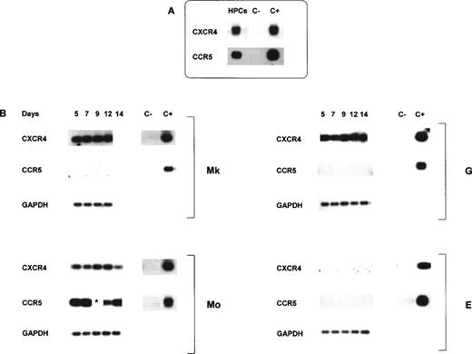 Fig. 1. Representative results of CXCR4 and CCR5 mRNA expression analyzed by RT-PCR in quiescent HPCs after purification (A) and during in vitro megakaryocytic (Mk), monocytic (Mo), granulocytic (G), or erythroid (E) differentiation (B). In this experiment, HPCs were 97% CD34+ as evaluated by flow cytometry and 95% clonogenetic progenitors. Total RNA from CEM cell line (CXCR4) and monocytes (CCR5) and from UT-7 cell line was used as positive and negative controls, respectively. RT-PCR samples were normalized for GAPDH.