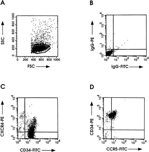 Fig. 2. Flow cytometric analyses of CXCR4 and CCR5 on 97% CD34+ HPCs. (A) Unstained control for evaluation of HPC physical parameters. (B) HPCs stained with PE- or FITC-conjugated control antibodies. Cells were double-labeled with an FITC-conjugated anti-CD34 along with CXCR4-PE MoAb (C) or CD34-PE along with anti–CCR5-FITC MoAb (clone 45502.111) (D) as described in Materials and Methods.