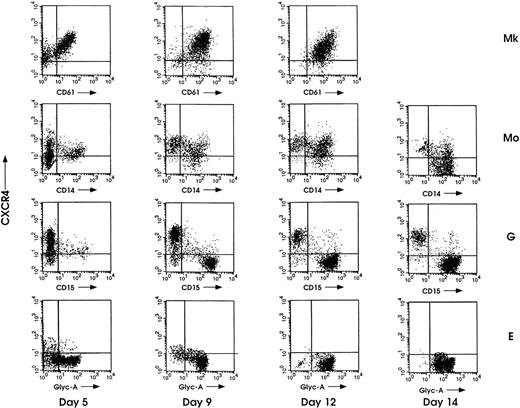 Fig. 3. Flow cytometric analysis of CXCR4 along megakaryocytic (Mk), monocytic (Mo), granulocytic (G), and erythroid (E) HPC differentiation. Cells were collected for analysis at the indicated days of culture and double-labeled with PE-conjugated anti-CXCR4 MoAb along with the specific cell-lineage FITC-conjugated MoAbs (-CD61, -CD14, -CD15, -Glyc-A). Representative results from 1 of 3 independent experiments are shown.