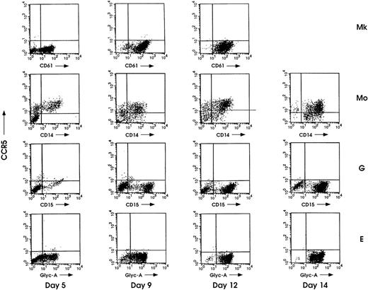Fig. 4. Flow cytometric analysis of CCR5 during megakaryocytic (Mk), monocytic (Mo), granulocytic (G), and erythroid (E) differentiation of HPCs. Cells were collected for analysis at the indicated days of culture and double-labeled with PE-conjugated anti-CCR5 MoAb (clone 2D7) along with the specific FITC-conjugated cell lineage MoAbs. Representative results from 1 of 3 independent experiments are shown.