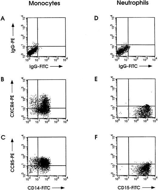 Fig. 5. Immunofluorescence labeling of CXCR4 and CCR5 in normal monocytes and neutrophilic granulocytes isolated from PB. (A and D) Staining using matched control antibodies. Monocytes were stained with either PE-conjugated CXCR4 (B) or CCR5 (C) MoAb along with CD14-FITC MoAb; neutrophils were labeled with either PE-conjugated CXCR4 (E) or CCR5 (F) MoAb along with CD15-FITC MoAb.