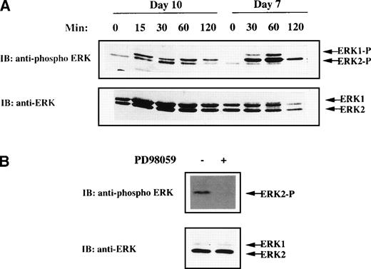 Fig. 1. MAPK activation in CB-derived megakaryocytes. (A) Kinetic of ERK activation in day 7 and day 10 cells derived from purified CD34+ cells grown in the presence of rhuMGDF. Cells were deprived of growth factor by incubation for 5 hours in cytokine-free medium and stimulated for the indicated times with 100 ng/mL rhuMGDF. (B) Inhibition of rhuMGDF-induced ERK activation by PD98059. Cells were grown for 10 days with rhuMGDF, starved, and stimulated for 60 minutes at 37°C with 100 ng/mL of rhuMGDF in the presence of 6 μmol/L PD98059 (+) or the equivalent amount of DMSO as control (−). ERK activity was detected by immunoblotting whole-cell lysates with antiphospho ERK antibody. The amount of sample loaded in each lane was verified by immunoblotting the same membranes with an antibody recognizing both active and inactive ERK1 and ERK2.