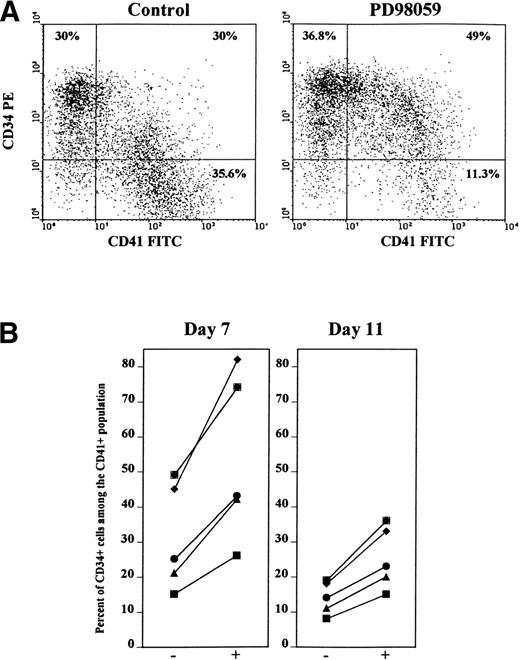 Fig. 6. Increased frequency of double-stained CD34+CD41+ cells in PD98059-treated cultures. Cells from cultures containing or not 6 μmol/L PD98059 were harvested at different time intervals and stained simultaneously with R-PE-anti-CD34 and FITC-anti-CD41 (or FITC-anti-CD34 and R-PE-anti-CD41) antibodies. (A) FACS dot plot from a representative experiment on day 7 cells. (B) Percent of CD34+ cells among the CD41+ cell population after 7 and 11 days of culture in the absence (−) or in the presence (+) of PD98059 in 5 independent experiments.