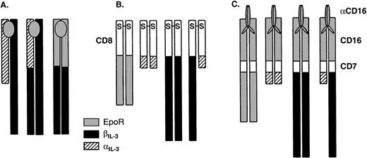 Fig. 1. Schematic representation of the chimeric receptors used in this study. (A) Receptors that are inducibly dimerized after addition of a cytokine. The transmembrane (TM) segment is derived from the same cytokine receptor as the cytoplasmic domain in each case. (B) Receptors that exist as constitutive dimers by virtue of the hCD8 extracellular domain, which forms a disulfide-linked dimer. The transmembrane portion is derived from the same cytokine receptor as the cytoplasmic domain in each case. (C) Receptors that are inducibly dimerized after addition of an antibody against CD16. The transmembrane portion is derived from CD7.