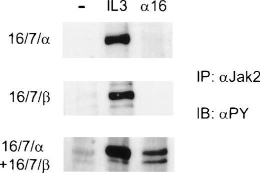 Fig. 7. Antibody-induced heterodimerization of the cytoplasmic domains of IL-3 and βIL-3 induces tyrosine phosphorylation of JAK-2. Factor- and serum-starved cells were incubated on ice with anti-CD16 antibodies for 10 minutes (16). Cells were washed once with RPMI, and after the addition of secondary goatmouse, the cells were stimulated at 37°C for 10 minutes. Alternatively, the cells were stimulated with IL-3 for 10 minutes or left unstimulated as a control (−). Cell lysates were subjected to immunoprecipitation (IP) with antibodies against JAK-2, and the eluates were resolved by SDS-PAGE. The membranes were immunoblotted (IB) with 4G10 (PY) to detect phosphorylation on tyrosine.
