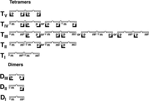 Fig. 4. Schematic illustration of homo- and hetero-dimers (DI-III) and tetramers (TI-V) of partially processed recombinant vWF (rpvWF) consisting of pro (p) and mature (m) subunits at an equal ratio.