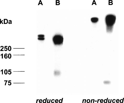 Fig. 7. Autoradiogram of a plasma sample from a vWF-deficient mouse treated with 125I-labeled rpvWF (B) after separation on SDS-PAGE under reducing and nonreducing conditions; control lane (A): 125I-labeled radiolabeled rpvWF preparation.