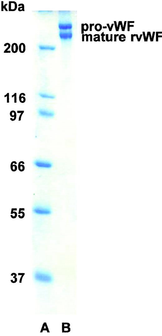 Fig. 1. SDS-PAGE (8% T) under reducing conditions of rpvWF (lane B), consisting of 50% pro-vWF and 50% mature vWF. Molecular-weight standard (lane A). The purified rpvWF in the gel was visualized by Coomassie blue staining.