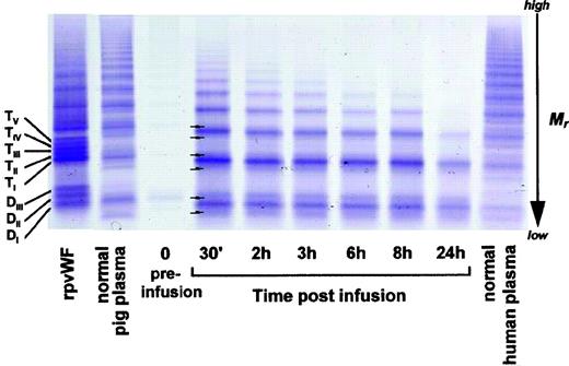 Fig. 3. Fate of rpvWF after injection of a single bolus (70 RCoF IU/kg) into a vWF-deficient pig (see Fig 2B): vWF multimer pattern over time. Plasma samples taken before and at specified intervals after injection were analyzed electrophoretically on a 3% SDS agarose gel. Multimers were visualized using an anti-human polyclonal vWF antibody that cross-reacts with vWF from other species. Control lanes: recombinant vWF preparation before injection (rpvWF), normal pig plasma, normal human plasma. DI-III, TI-V: variants of homo- and hetero-dimers and tetramers (D, dimer; T, tetramer) as illustrated in Fig 4. Arrows indicate satellite band formation. Mr, apparent relative molecular mass.