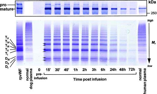 Fig. 6. Fate of rpvWF after injection of a single bolus (35 RCoF IU/kg) into a vWF-deficient dog (see Fig 5): (Top) SDS-PAGE under reducing conditions/Western blot. (Bottom) vWF multimer pattern over time. Plasma samples taken before and at specified intervals after injection were analyzed electrophoretically on a 3% SDS agarose gel. Multimers were visualized using an anti-human polyclonal vWF antibody that cross-reacts with vWF from other species. Control lanes: recombinant vWF preparation before injection (rpvWF), normal dog plasma, normal human plasma. DI-III, TI-V: variants of homo- and hetero-dimers and tetramers (D, dimer; T, tetramer) as illustrated in Fig 4. Arrows indicate satellite band formation. Mr, apparent relative molecular mass.