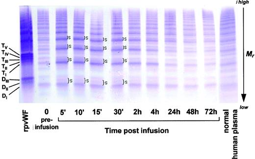 Fig. 9. Fate of rpvWF upon injection of a single bolus (50 RCoF IU/kg) into a normal baboon (K6): vWF multimer pattern over time. Plasma samples were analyzed electrophoretically on a 3% SDS agarose gel. Multimers were visualized using an anti-human polyclonal vWF antibody that cross-reacts with vWF from other species, particularly baboons. Braces (}) indicate rpvWF homo-and hetero-oligomer smearing on the agarose gel. Control lanes: recombinant vWF preparation before injection (rpvWF), normal human plasma. DI-III, TI-V: variants of homo- and hetero-dimers and tetramers (D, dimer; T, tetramer) as illustrated in Fig 4. Mr, apparent relative molecular mass.