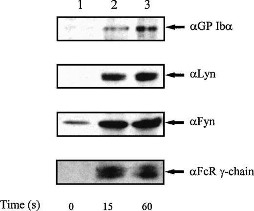 Fig. 5. Coprecipitation of FcR γ-chain, GPIb, Lyn, and Fyn with GST-Syk-SH2 from platelets stimulated with alboaggregin-A.Platelets were either unstimulated (lane 1) or were stimulated with alboaggregin-A (3.5 μg/mL) for 15 seconds (lane 2) or 60 seconds (lane 3), and proteins were precipitated with 10 μg of GST-Syk-SH2 per lane. Precipitated proteins were then separated by SDS-PAGE and immunoblotted with GPIb, Lyn, Fyn, or FcR γ-chain, as indicated. Results shown are representative of 3 separate experiments.