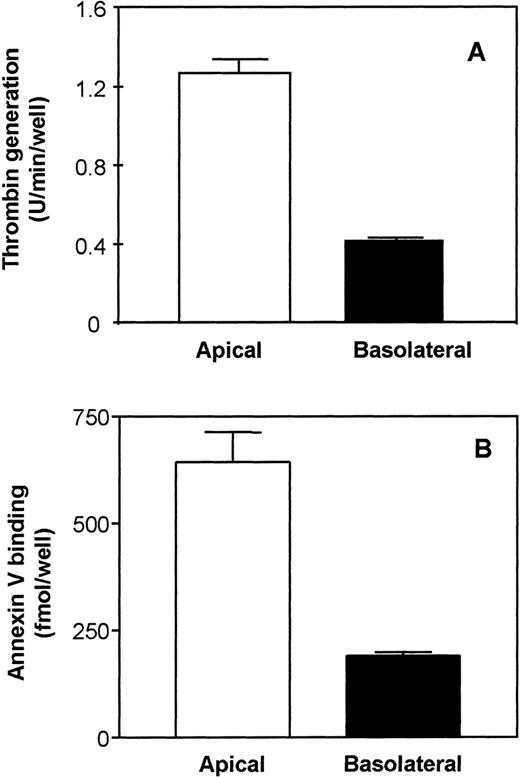 Fig. 4. Evaluation of anionic phospholipid availability by thrombin generation and annexin V binding on the surface of polarized Caco-2 epithelial cells. (A) Thrombin generation: Polarized cells in transwells were incubated with factor Va (20 nmol/L) and Xa (2 nmol/L) on both the apical and basolateral side for 15 minutes at 37°C before prothrombin (1,400 nmol/L) was added. At various time points, 20-μL aliquots were removed from the apical or the basolateral side and assayed for thrombin generated. Data are presented as initial rates of thrombin generation (n = 4). (B) Annexin V binding: Polarized Caco-2 cell layers were incubated with 10 nmol/L of125I-annexin V on the apical and basolateral side at 4°C. Cell-surface–associated radioactivity was removed from the apical (□) and basolateral (▪) surfaces by washing with an EDTA-containing buffer. Nonspecific binding was determined in parallel duplicate wells in which the cells were preincubated for 30 minutes at 4°C with 50-fold molar excess of cold annexin V (500 nmol/L) before adding 125I-annexin V (n = 3).