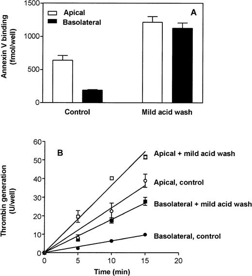 Fig. 6. Effect of mild acid wash on annexin V binding and thrombin generation on polarized Caco-2 cells. (A) Annexin V binding: The cells were treated with mild acid as described in the legend to Fig5. Cells were then incubated with 10 nmol/L of 125I-annexin V on the apical and basolateral side at 4°C. Total cell-associated radioactivity was removed from the apical and basolateral surfaces by washing with an EDTA-containing buffer. Nonspecific binding was determined in parallel duplicate wells in which the cells were preincubated for 30 minutes at 4°C with a 50-fold excess of cold annexin V (500 nmol/L) before adding 125I-annexin V. Specific binding (total-nonspecific) on the apical (□) and basolateral (▪) surfaces are presented (n = 4). (B) Thrombin generation: The polarized epithelial Caco-2 cells in transwells were subjected to a mild acid wash (0.1 mol/L glycine, pH 3.0) or to buffer B (control) on the apical or basolateral for 3 minutes. After washing, the cells were incubated with factor Va (20 nmol/L) and factor Xa (2 nmol/L) on both the apical and basolateral side for 15 minutes at 37°C before prothrombin (1,400 nmol/L) was added. At various time points, 20-μL samples were removed from the apical (open symbols) or the basolateral (closed symbols) side and assayed for the amount of thrombin generated (n = 4).