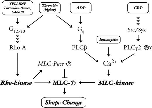Fig. 6. Model depicting the dichotomous regulation of platelet shape change by Rho-kinase and Ca2+-dependent MLC-kinase. See text for details. Abbreviations: MLC-Ⓟ, phosphorylated myosin light-chain; MLC-kinase, Ca2+/calmodulin-dependent myosin light-chain kinase; MLC-Pase-Ⓟ, phosphorylated myosin light-chain phosphatase; PLCβ, phospholipase Cβ; PLCγ2-ⓅY, tyrosine-phosphorylated phospholipase Cγ2; Src/Syk, Src-family tyrosine kinases and tyrosine kinase Syk.